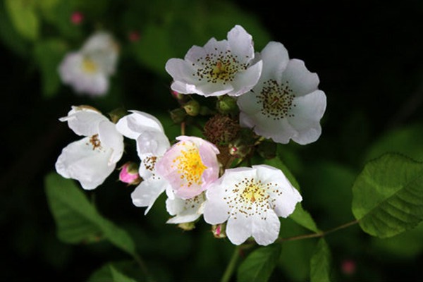 粉团蔷薇(cathayensis) 粉团蔷薇(cathayensis)