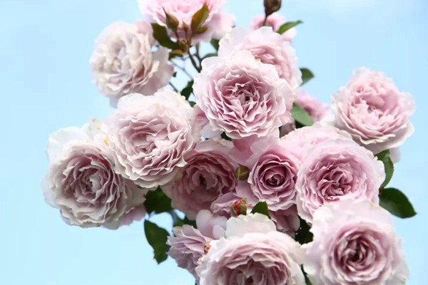 蜻蜓 蜻蜓