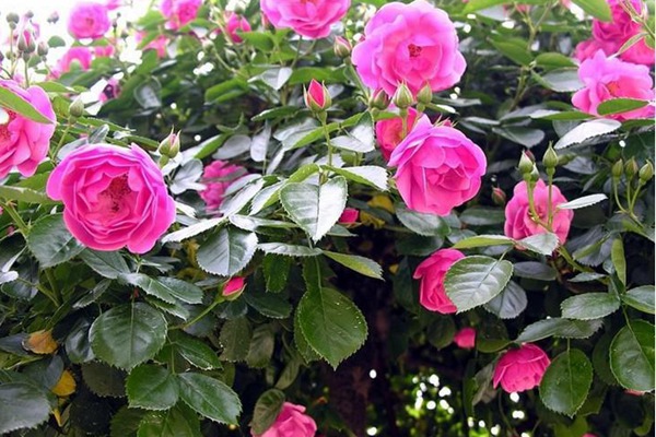 红花蔷薇 红花蔷薇