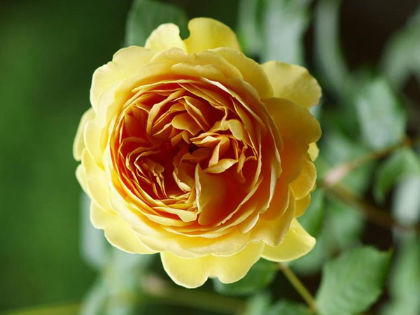 黄金庆典-爬藤月季 黄金庆典-爬藤月季