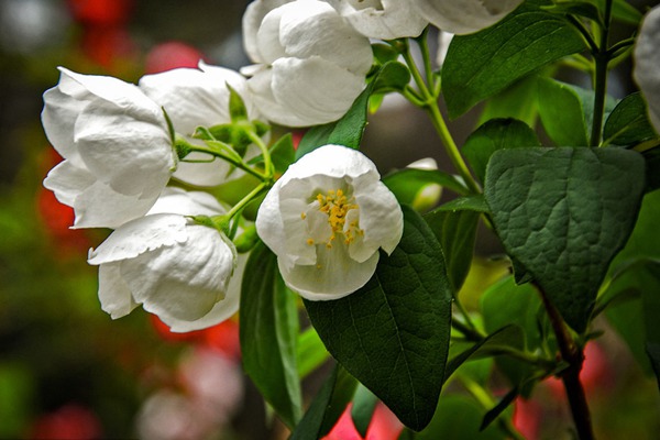 白花蔷薇 白花蔷薇