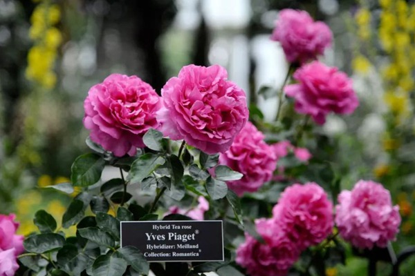 1520127762672942.jpg 伊芙伯爵.jpg