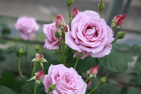 1520127817367828.jpg 蓝月亮.jpg