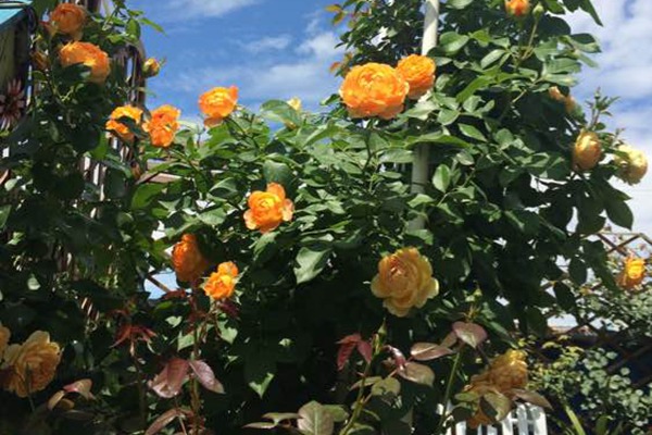 蜂蜜焦糖月季种植技巧 蜂蜜焦糖月季的种植养护技巧