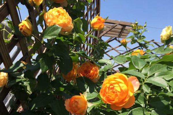 蜂蜜焦糖月季种植技巧 蜂蜜焦糖月季的种植养护技巧