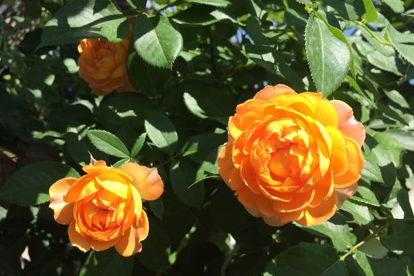 蜂蜜焦糖月季种植技巧 蜂蜜焦糖月季的种植养护技巧