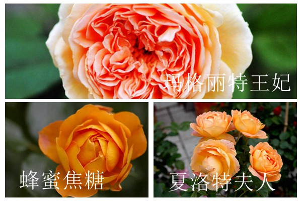 蜂蜜焦糖、夏洛特夫人和玛格丽特王妃的区别 蜂蜜焦糖、夏洛特夫人和玛格丽特王妃的区别