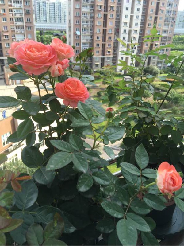 诺娃(Nova King Terrazza) 诺娃(Nova King Terrazza)