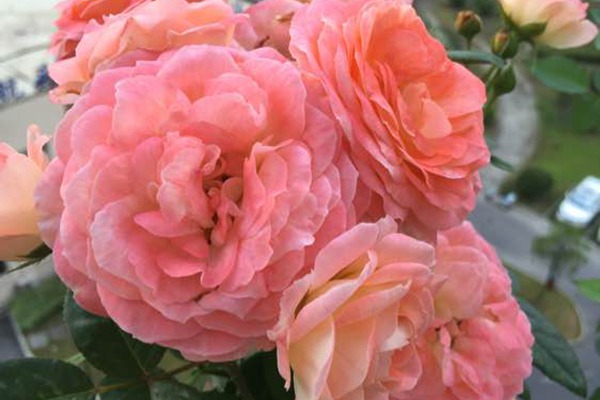 诺娃(Nova King Terrazza) 诺娃(Nova King Terrazza)
