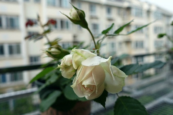 绒球门廊(Pompon Veranda) 绒球门廊(Pompon Veranda)