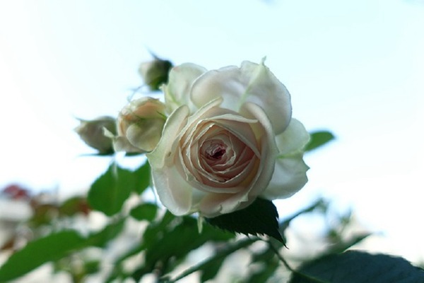 绒球门廊(Pompon Veranda) 绒球门廊(Pompon Veranda)
