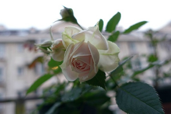 绒球门廊(Pompon Veranda) 绒球门廊(Pompon Veranda)
