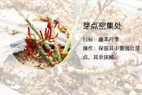 月季抹芽的技巧以及注意事项! 月季抹芽的技巧以及注意事项!