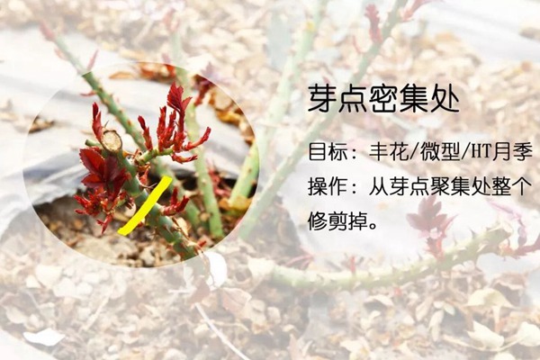 月季抹芽的技巧以及注意事项! 月季抹芽的技巧以及注意事项!