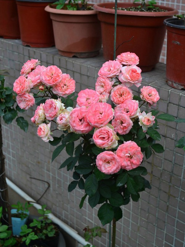1520408285693077.jpg 可爱多(Lovery More)