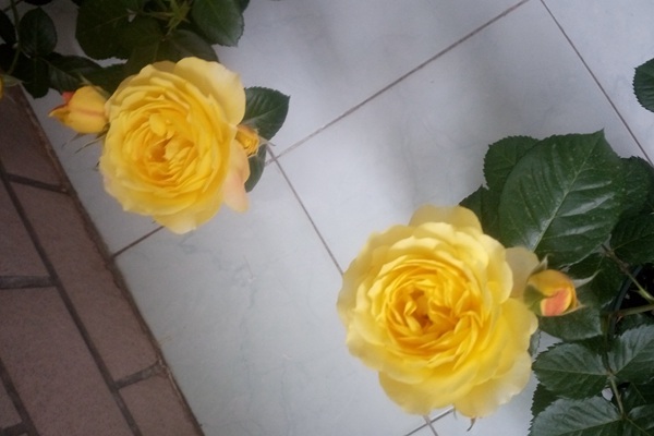 1520412101480869.jpg 火星王阳台3.jpg