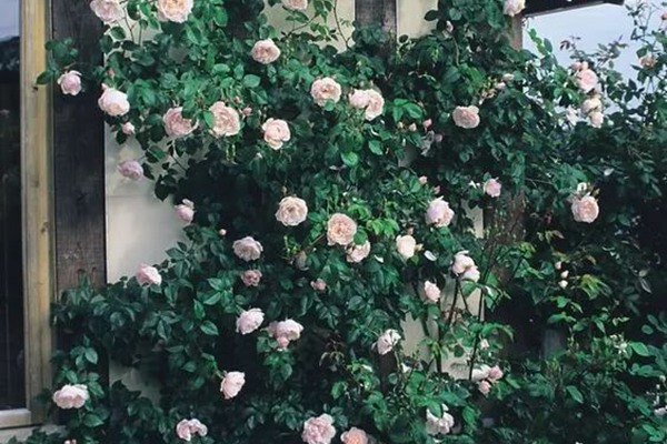 慷慨的园丁 慷慨的园丁