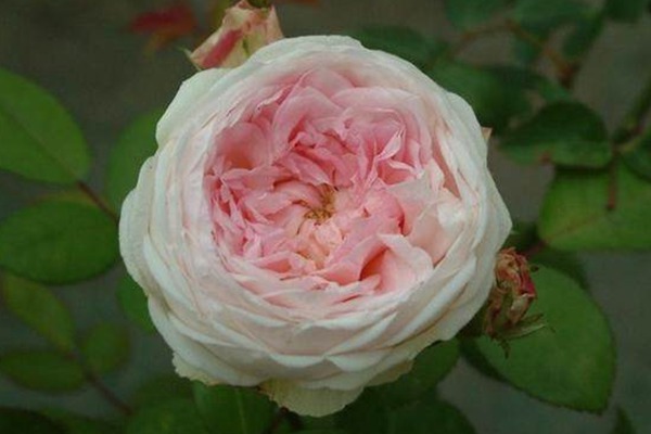 藤本玉玲珑 藤本玉玲珑