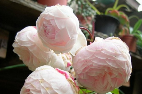 藤本玉玲珑 藤本玉玲珑