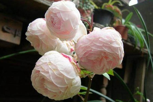 藤本玉玲珑 藤本玉玲珑