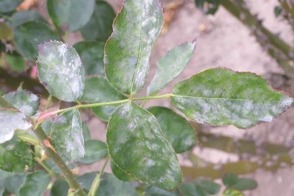 白粉病 春天月季病虫害预防,开花前就喷药,事半功倍
