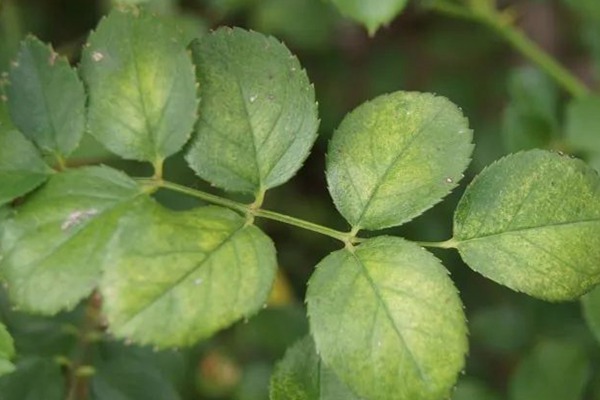 红蜘蛛 春天月季病虫害预防,开花前就喷药,事半功倍