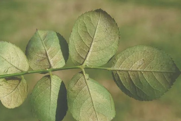 红蜘蛛 春天月季病虫害预防,开花前就喷药,事半功倍