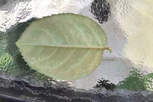 红蜘蛛 春天月季病虫害预防,开花前就喷药,事半功倍