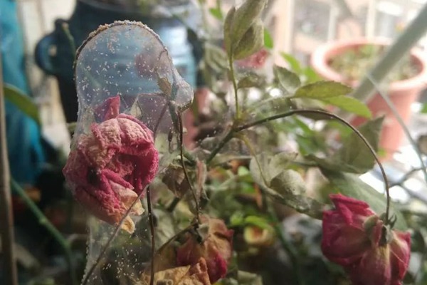 红蜘蛛 春天月季病虫害预防,开花前就喷药,事半功倍