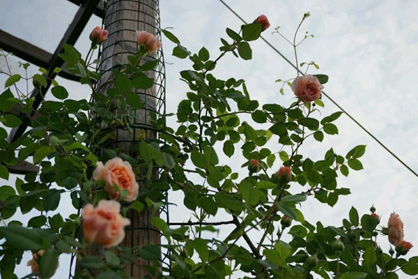 威廉莫里斯 威廉莫里斯(William Morris)