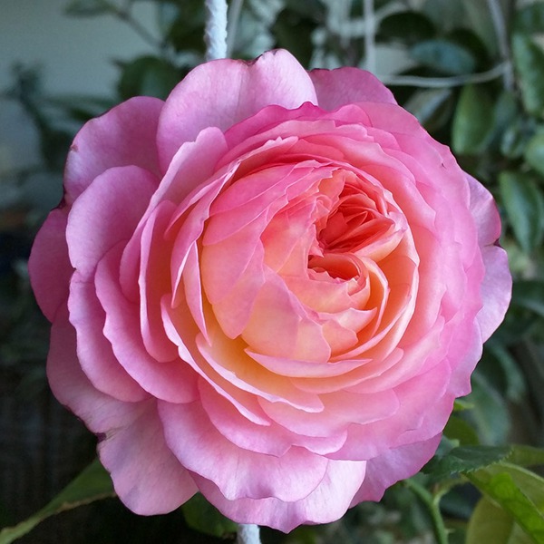 康斯坦茨 康斯坦茨(Constance)