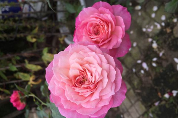 康斯坦茨 康斯坦茨(Constance)