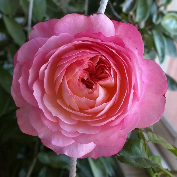 康斯坦茨 康斯坦茨(Constance)