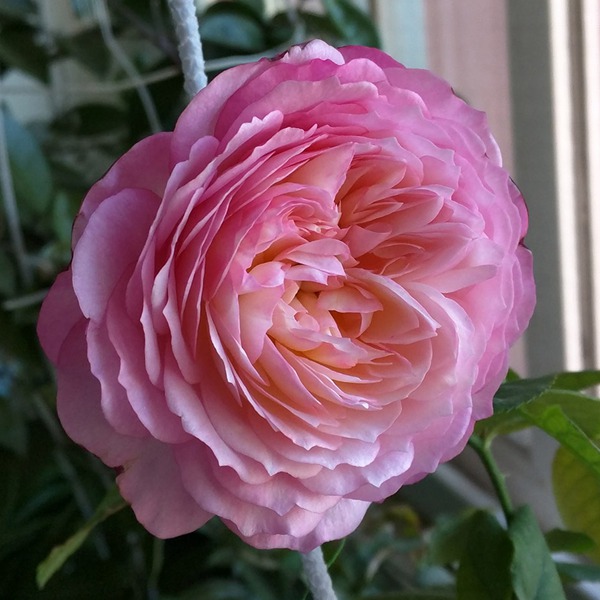 康斯坦茨 康斯坦茨(Constance)