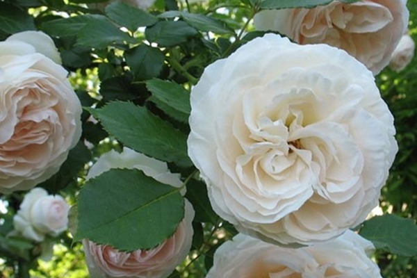 白色龙沙宝石 白色龙沙宝石Blanc Pierre de Ronsard