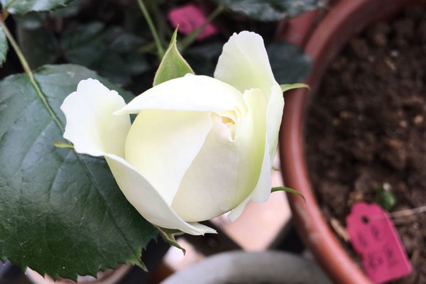 白色龙沙宝石 白色龙沙宝石Blanc Pierre de Ronsard