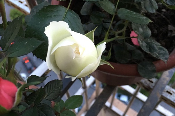 白色龙沙宝石 白色龙沙宝石Blanc Pierre de Ronsard