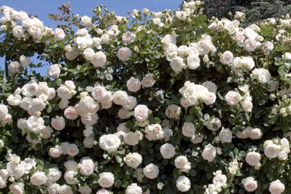 白色龙沙宝石 白色龙沙宝石Blanc Pierre de Ronsard