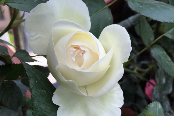 白色龙沙宝石 白色龙沙宝石Blanc Pierre de Ronsard