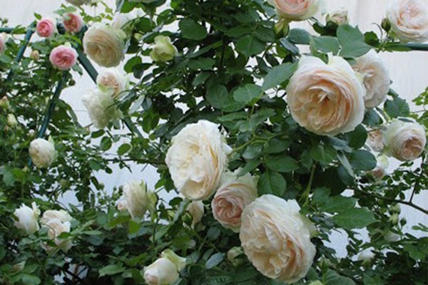 白色龙沙宝石 白色龙沙宝石Blanc Pierre de Ronsard