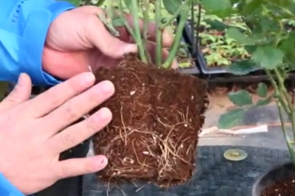 盆栽月季十死九涝,你的浇水方法正确吗? 盆栽月季十死九涝,你的浇水方法正确吗?