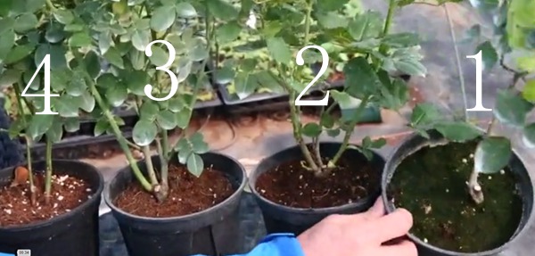 盆栽月季十死九涝,你的浇水方法正确吗? 盆栽月季十死九涝,你的浇水方法正确吗?