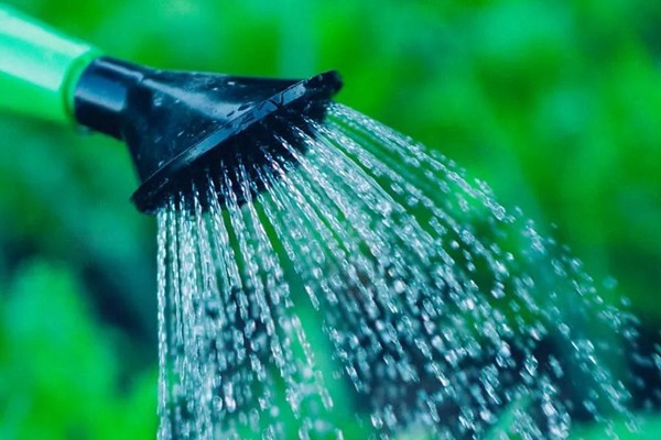 盆栽月季浇水的正确方法 盆栽月季浇水的正确方法