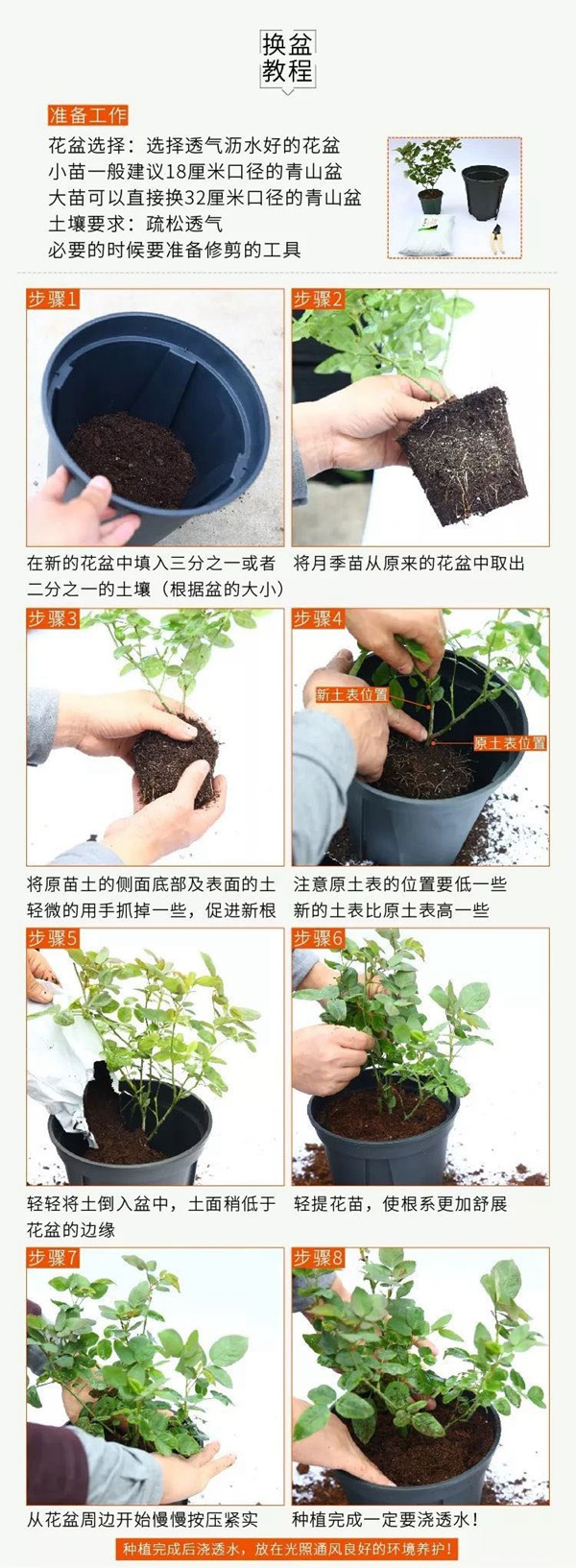 网购的月季到货后怎么盆栽 网购的月季到货后怎么盆栽