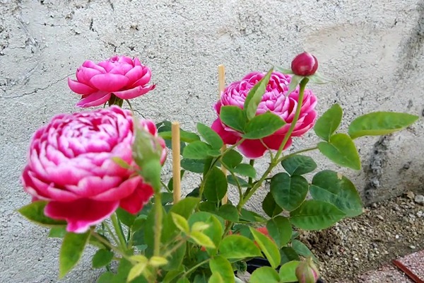 玛丽玫瑰 玛丽玫瑰/日本玛丽