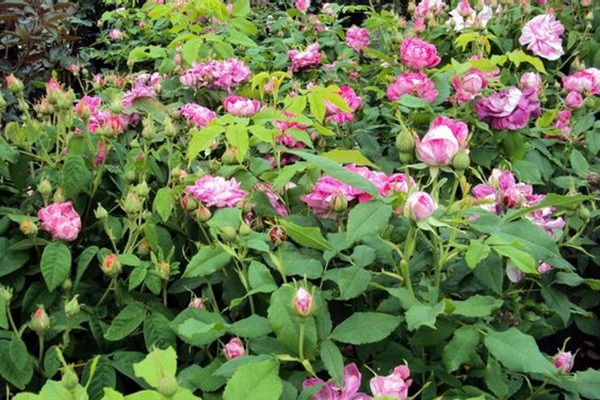 抓破美人脸 抓破美人脸Variegata di Bologna