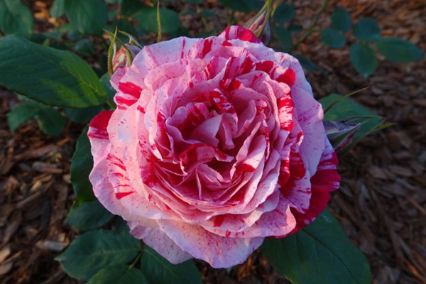 抓破美人脸 抓破美人脸Variegata di Bologna