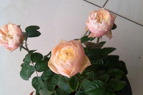 浪漫珊瑚心 浪漫珊瑚心Romantica Vuvuzela