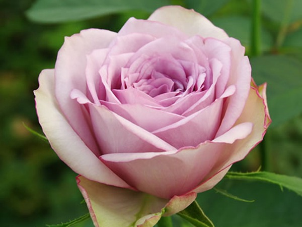 丁香经典 丁香经典Lilac Classic