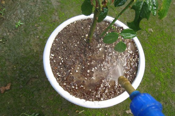 春天种植的月季怎么浇水施肥? 春天种植的月季怎么浇水施肥?